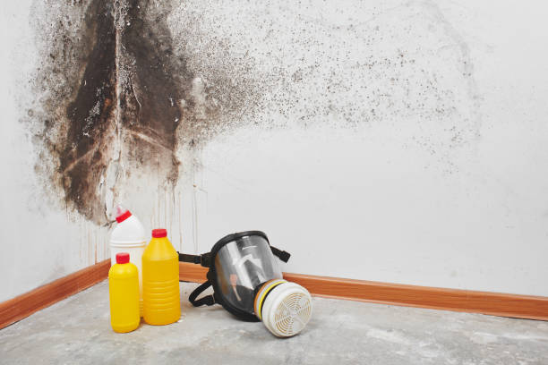 Best Attic Mold Removal  in Murrieta, CA