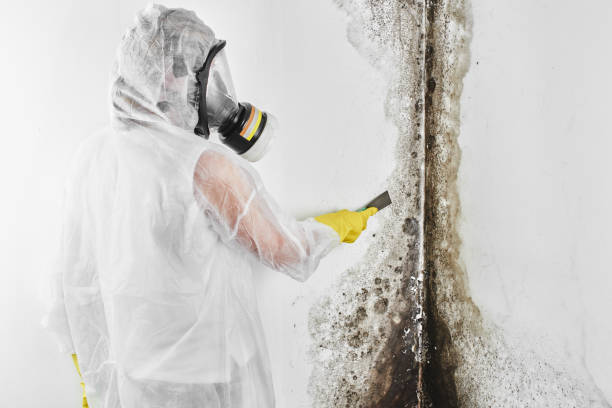 Best Toxic Mold Removal  in Murrieta, CA