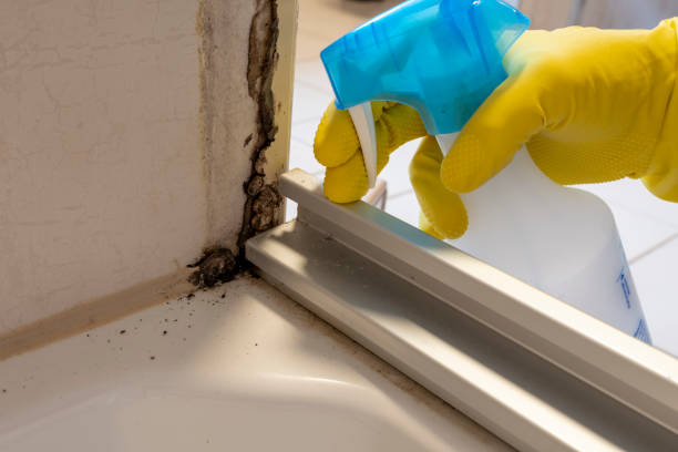Best Certified Mold Removal  in Murrieta, CA