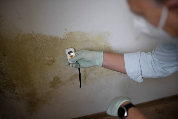 Best Mold Testing and Removal  in Murrieta, CA
