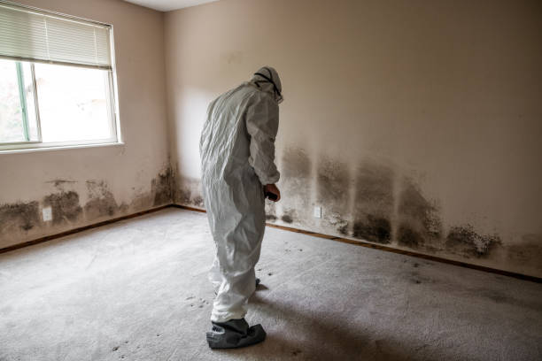 Best Emergency Mold Removal  in Murrieta, CA