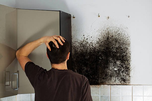 Best Home Mold Removal  in Murrieta, CA