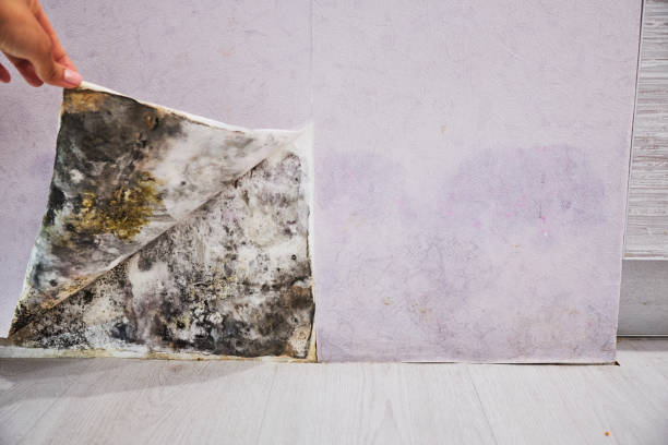 Best Same-Day Mold Removal  in Murrieta, CA